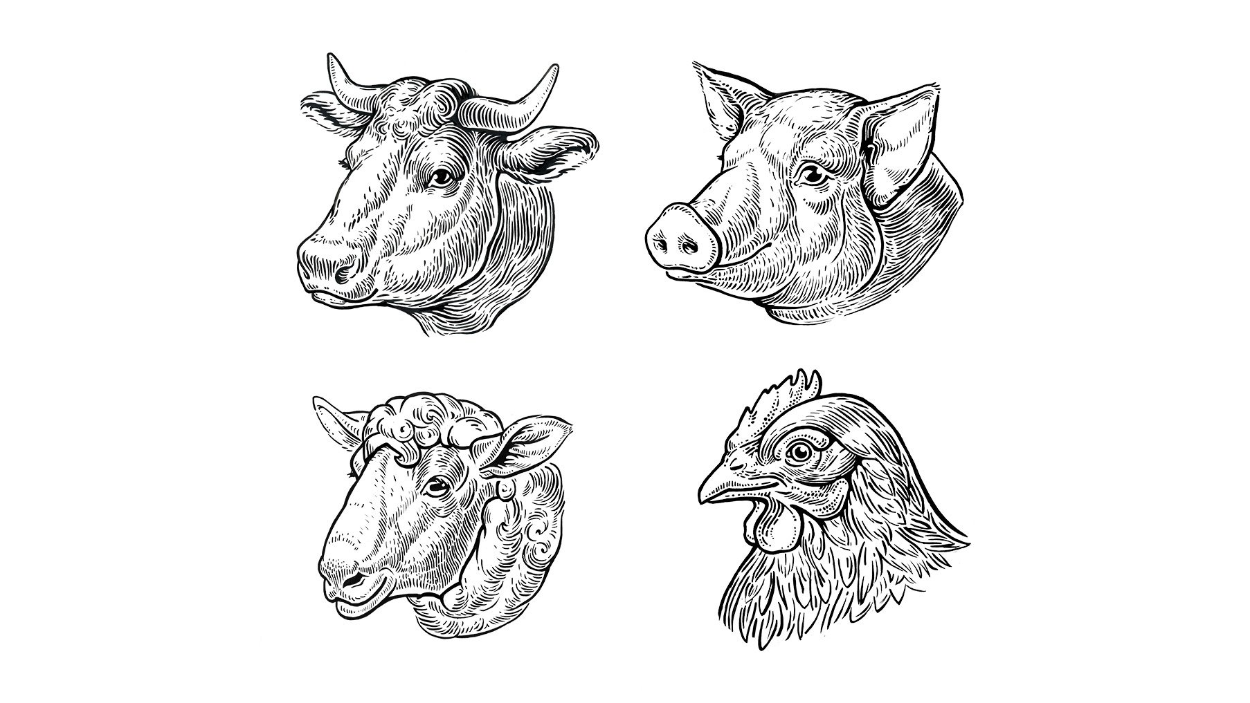 動(dòng)物頭插畫(huà)