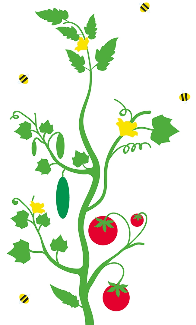番茄包裝插畫