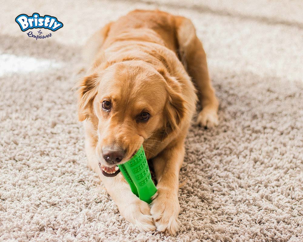 寵物狗牙刷牙膏包裝設(shè)計(jì)